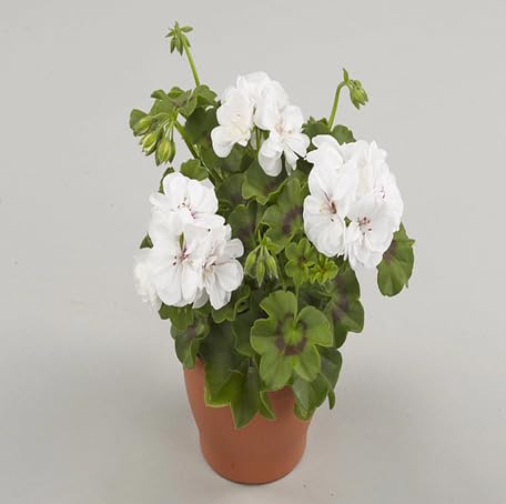 white geranium flower seeds