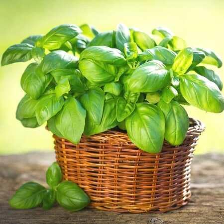 Basil Plant Seeds Heirloom Non-GMO High Germination Organic Garden Seeds for Planting