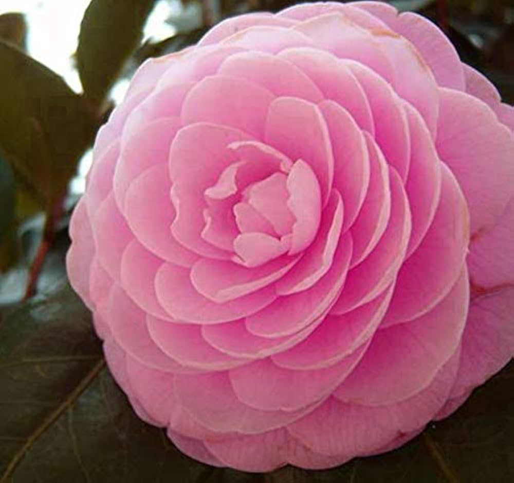 camellia for flower seeds