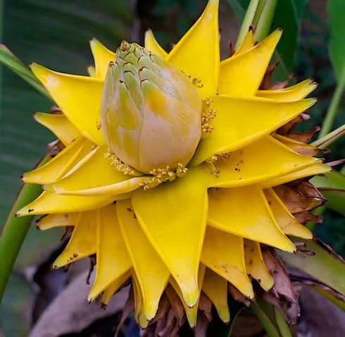 Yellow Lasiocarpa Flower Seeds – Heirloom Non-GMO High Germination Organic Seeds