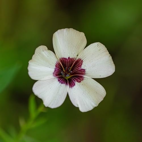 White Linum Grandiflorum Flower Seeds Heirloom Non-GMO High Germination Organic Garden Seeds for Planting