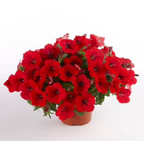 Rote Petunien-Blumensamen, alte Sorte, gentechnikfrei, hohe Keimfähigkeit, Bio-Gartensamen