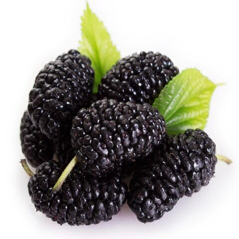 Mulberry Fruit Seeds for Planting – Heirloom Non-GMO High Germination Organic Garden Seeds