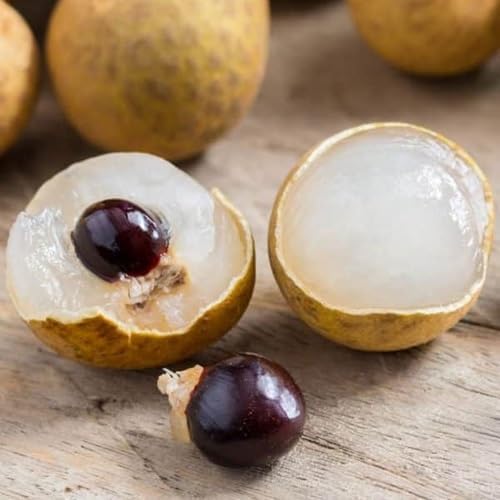 Longan Seeds – Heirloom, Non-GMO, High Germination Organic Garden Seeds