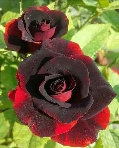 Semillas de flores de Rosa Negra con Borde Rojo para plantar Semillas de jardín orgánicas reliquia no transgénicas de alta germinación