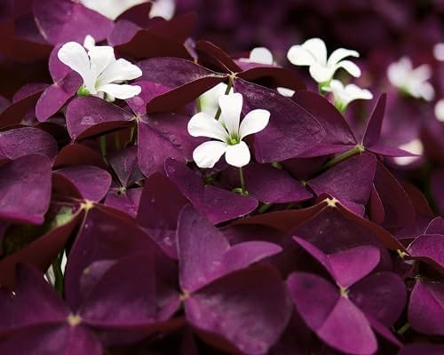 purple oxalis flower seeds