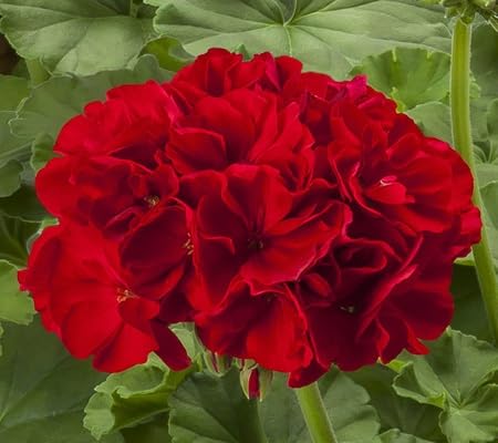 Geranium Flower Seeds – Heirloom, Non-GMO, High Germination Organic Garden Seeds for Planting