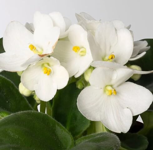 White Saintpaulia Flower Seeds – Heirloom Non-GMO High Germination Organic Garden Seeds