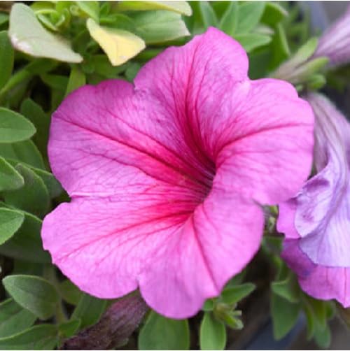 Semillas de Petunia Rosa – Antiguas, No Transgénicas, Semillas de Jardín Orgánicas de Alta Germinación para Sembrar