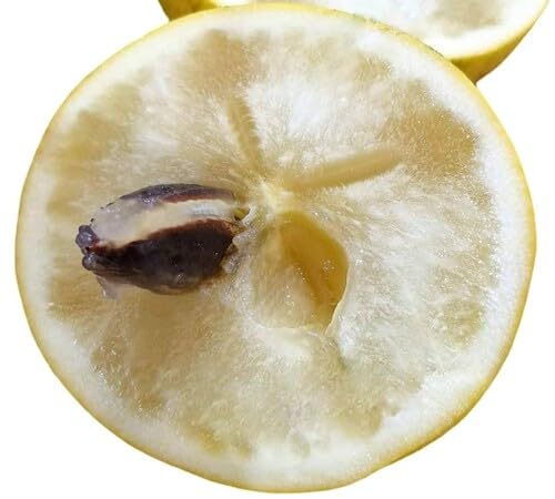 Yellow Abiu Seeds for Planting Heirloom Non-GMO High Germination Organic Garden Seeds