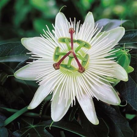 Passion Flower Seeds – Heirloom, Non-GMO, High Germination Organic Garden Seeds for Planting