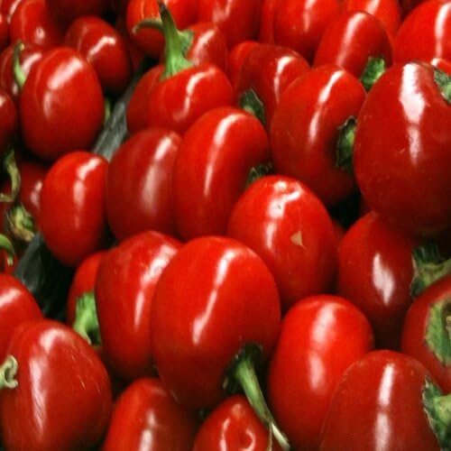 Red Pimento Pepper Seeds – Heirloom, Non-GMO, High Germination Organic Garden Seeds Planting