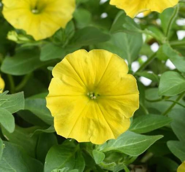 Petunia Flower Seeds for Planting