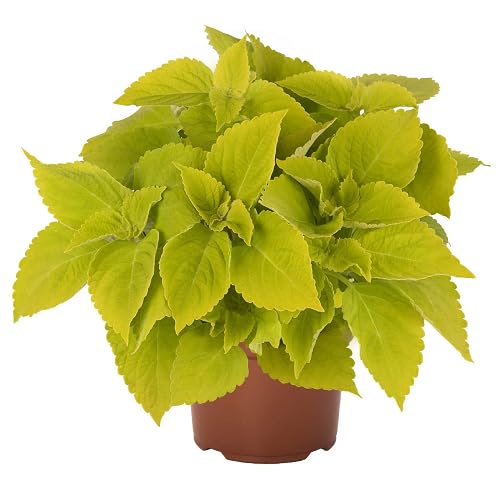 green coleus heirloom non-gmo seeds
