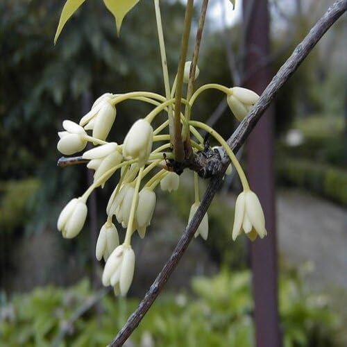 white holboellia flower seeds