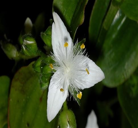 Tradescantia Flower Seeds – Heirloom, Non-GMO, High Germination Organic Seeds