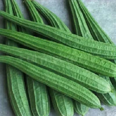 Green Ridge Gourd Seeds – Heirloom, Non-GMO, High Germination Organic Garden Seeds Planting