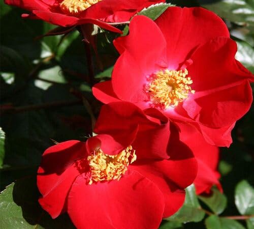 Red Rugosa Rose Flower Seeds for Planting – Heirloom, Non-GMO, High Germination Organic Garden Seeds