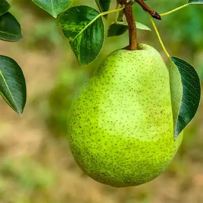 Pear Seeds – Heirloom, Non-GMO, High Germination Organic Garden Seeds