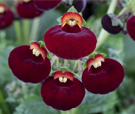 Maroon Calceolaria Flower Seeds – Heirloom, Non-GMO, High Germination, Organic Garden Seeds