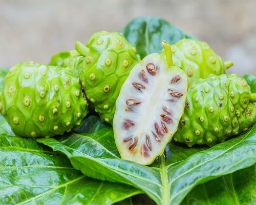 Semilla de Noni Verde – Tradicional, Sin OGM, Semillas Orgánicas de Jardín de Alta Germinación