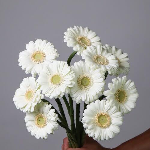White Daisy Flower Seeds Heirloom Non-GMO High Germination Organic Garden Seeds for Planting