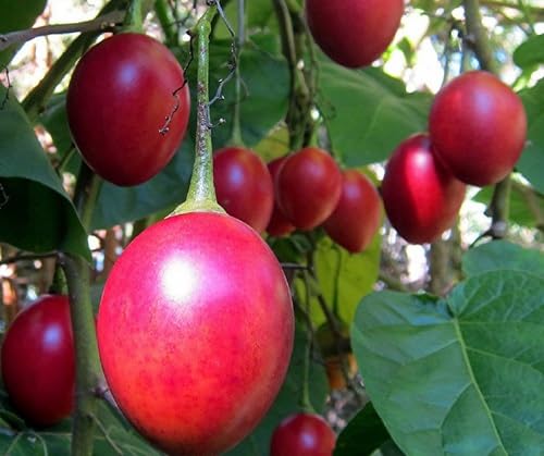 Tamarillo Seed Red – Heirloom, Non-GMO, High Germination Organic Garden Seeds for Planting