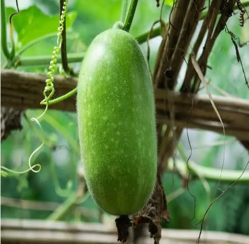 Green Ash Gourd Seeds – Heirloom, Non-GMO, High Germination Organic Garden Seeds Planting