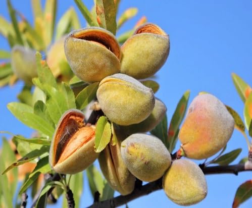 green almond flower seeds