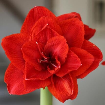 Red Hippeastrum Flower Seeds for Planting – Heirloom Non-GMO High Germination Organic Garden Seeds