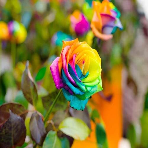 Rainbow Rose Flower Seeds for Planting – Heirloom Non-GMO High Germination Organic Garden Seeds