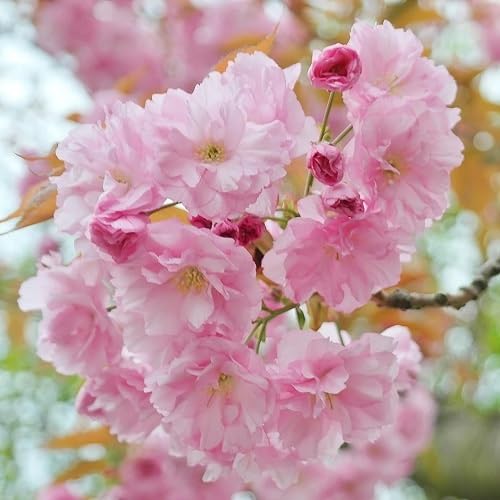 Pink Prunus Serrulata Flower Seeds for Planting – Heirloom Non-GMO High Germination Organic Garden Seeds