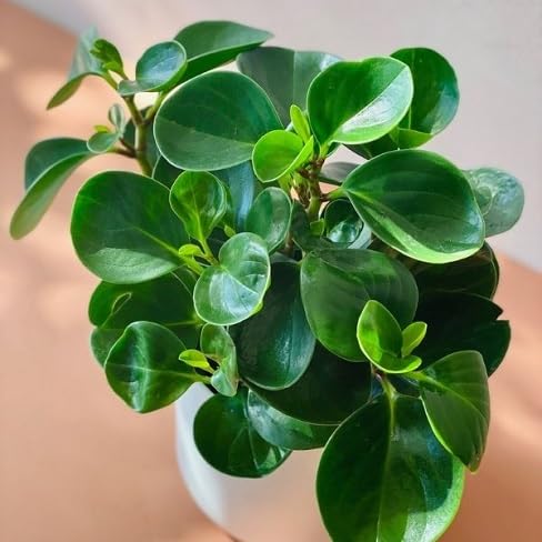 peperomia heirloom non-gmo seeds