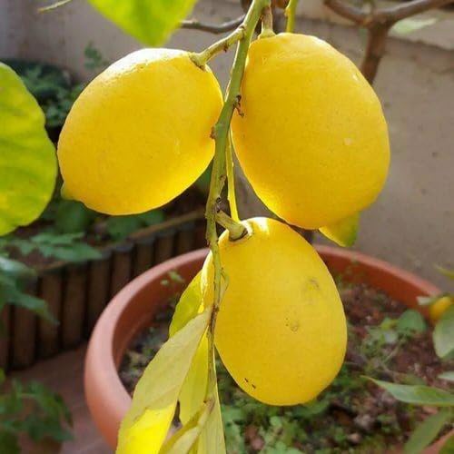 Yellow Gondhoraj Lemon Seeds Heirloom Non-GMO High Germination Organic Garden Seeds for Planting
