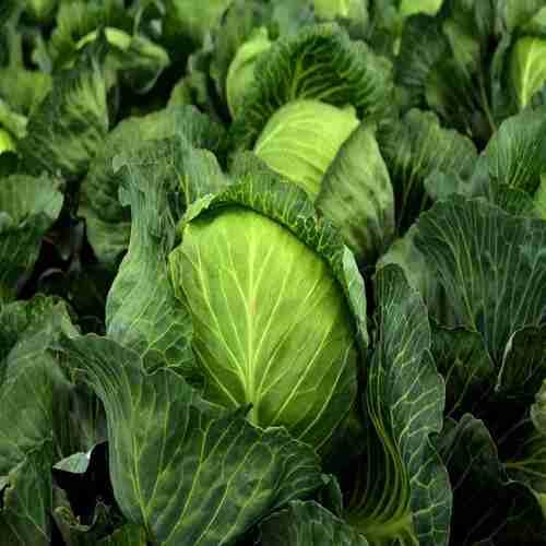 Green Cabbage – Heirloom, Non-GMO, High Germination Organic Garden Seeds Planting
