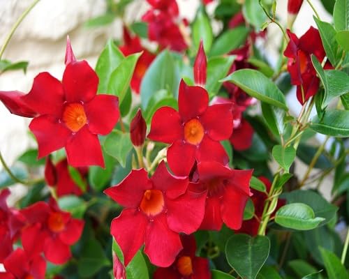 Mandevilla Flower Seeds Red – Heirloom Non-GMO High Germination