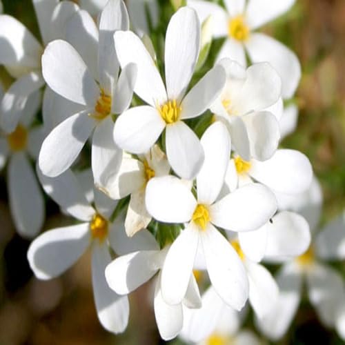 White Leptosiphon Flower Seeds Heirloom Non-GMO High Germination Organic Garden Seeds for Planting