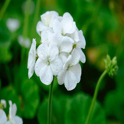 Geranium Flower Seeds White Heirloom Non-GMO High Germination Organic Garden Seeds for Planting