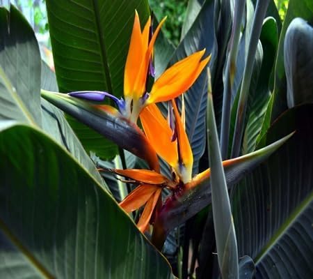 Strelitzia Reginae Flower Seeds – Heirloom, Non-GMO, High Germination Organic Garden Seeds