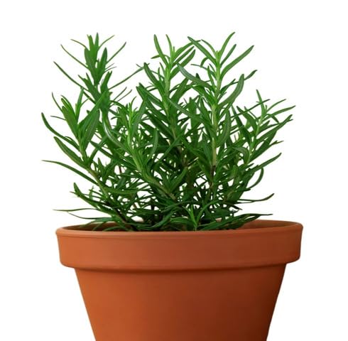 Green Rosemary Plant Seeds for Planting – Heirloom, Non-GMO, High Germination Organic Garden Seeds