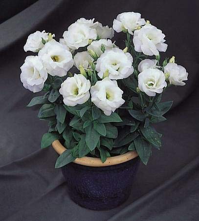 Estoma Flower Seeds White – Heirloom, Non-GMO, High Germination Organic Seeds