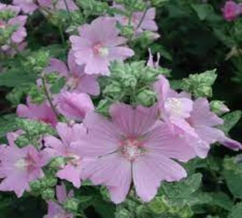 Rosa Lavatera-Blumensamen – Alte Sorte, gentechnikfrei, hohe Keimfähigkeit, Bio-Gartensamen zum Pflanzen