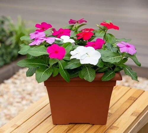 Mixed Vinca Flower Seeds – Heirloom Non-GMO High Germination Organic Garden Seeds