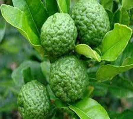 Kaffir Lime Seeds – Heirloom, Non-GMO, High Germination Organic Garden Seeds
