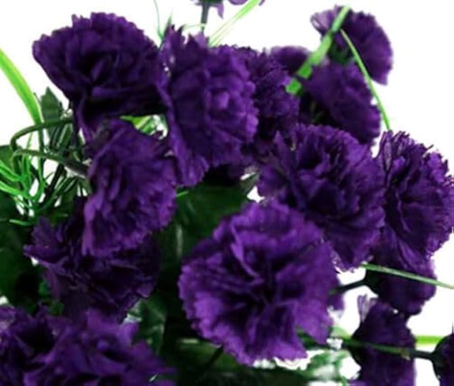 Black Carnation herb seeds