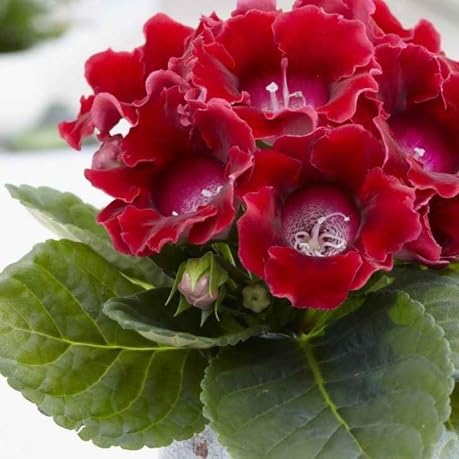Gloxinia Flower Seeds – Heirloom, Non-GMO, High Germination Organic Garden Seeds for Planting