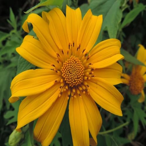 Tithonia Diversifolia Flower Seeds – Heirloom, Non-GMO, High Germination Organic Seeds