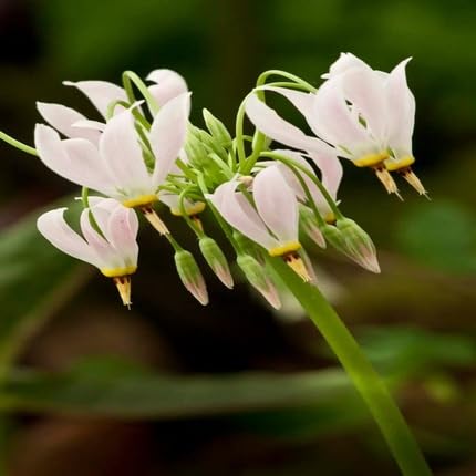 White Dodecatheon Flower Seeds – Heirloom Non-GMO High Germination