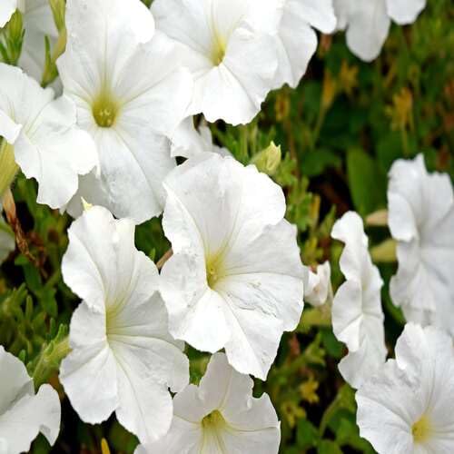 White Petunia Flower Seeds – Heirloom, Non-GMO, High Germination Organic Garden Seeds for Planting, Seeds for Planting