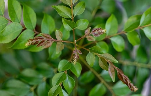Green Curry herb seeds
